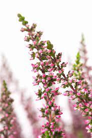 lyng__efterårslyng__rita__rosa__calluna__vulgaris__leveres_i_p5_potte_