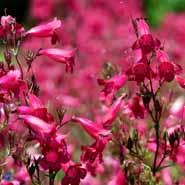 rørblomst__penstemon__garnet_