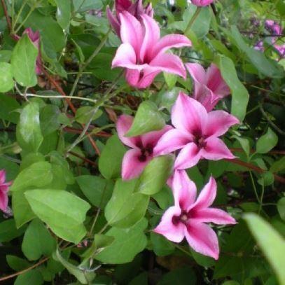 clematis__texensis__duchess_of_albany__rosa_med_striber__leveres_med_potte__småblomstrende__tulipanligende_blomst__mp-34_