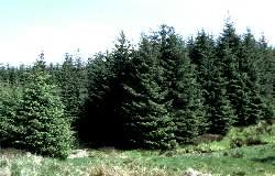 sitka__picea_sitchensis__