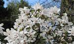 Magnolia Haveplanter