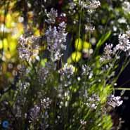 lavendel__rosarøde_blomster_i_1_l__potter___lavandula__angustifolia__rosea_