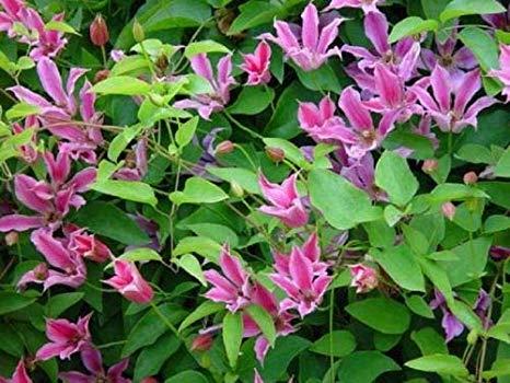 clematis__texensis__duchess_of_albany__rosa_med_striber__leveres_med_potte__småblomstrende__tulipanligende_blomst__mp-34_