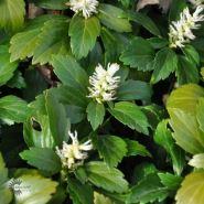 vinterglans__pachysandra__terminalis__