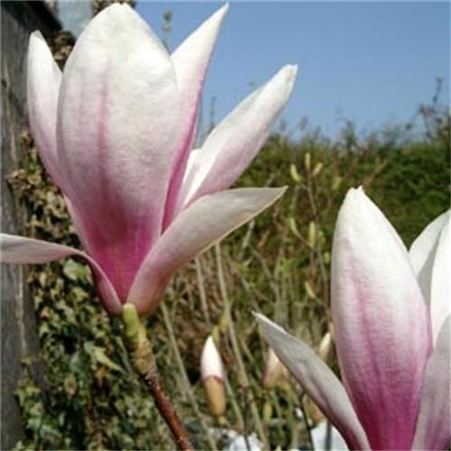 stjernemagnolie__soulangeana__hvidrosa__magnolia__haveplanter___