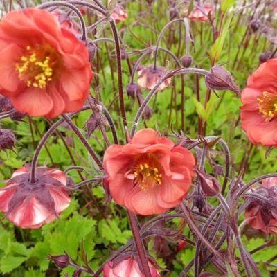 nellikerod__geum_rivale_flames_of_passion