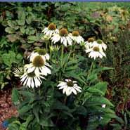 purpursolhat__echinacea__purpurea_white_swan_