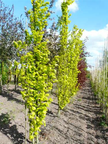 søjle__guldbøg__dawyck_gold__fagus_sylvatica_dawyck_gold__haveplanter_allétræer__
