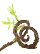 Bivenlige planter
