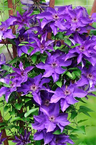 clematis__daniel_deronda__lavendelblå__leveres_med_potte__storblomstrende__mp-34_