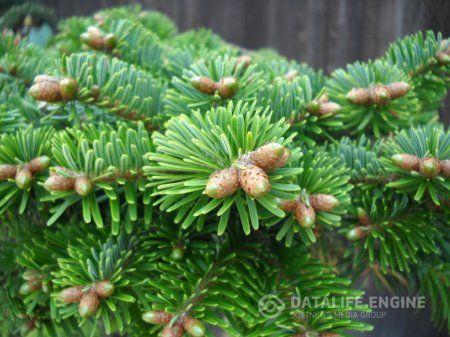 nordmann__tlugi_juletræ___abies_nordmanniana_ambrolauri_tlugi_