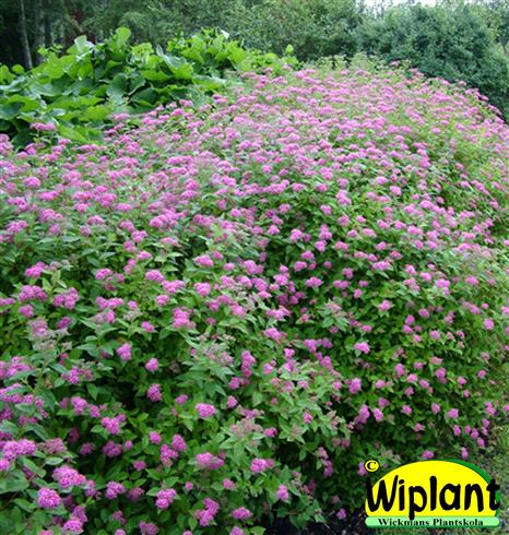 spiræa__lilly__lyserød__2040_cm__leveres_barrodet__japonica__