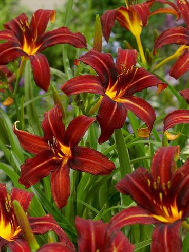 daglilje__hemerocallis_autumn_red