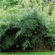 Bambus Haveplanter