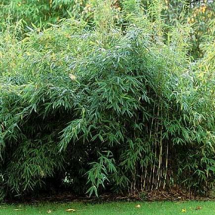 bambus__jumbo__haveplanter_hegnsplanter_hæk__fargesia_murielae_jumbo___