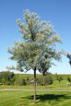 sølvblad__elaeagnus_angustifolia__læhegnsplanter_haveplanter