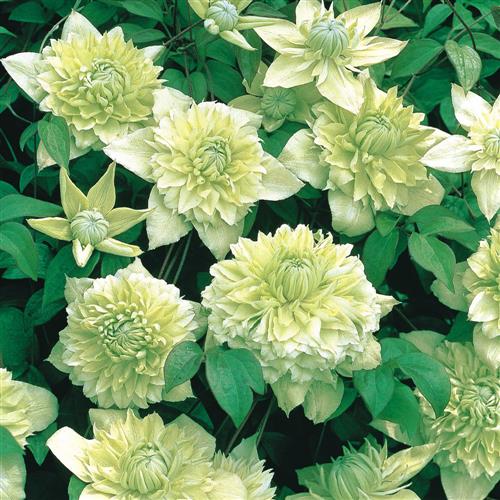 clematis__florida__alba_plena__hvid__leveres_med_potte__fyldig__mp-34__