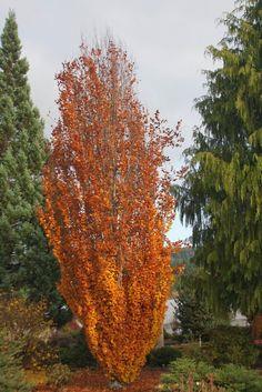søjle__guldbøg__dawyck_gold__fagus_sylvatica_dawyck_gold__haveplanter_allétræer__