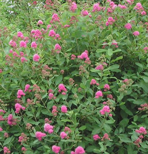 spiræa__watsoniana__rosafarvet__spiraea_watsoniana_
