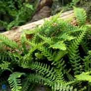 kambregne__almindelig__blechnum_spicant_