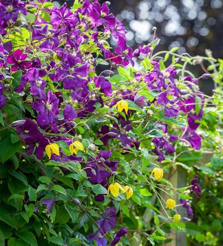 clematis__viticella__etoile_violette__dyb_violet__leveres_med_potte__småblomstrende__mp-34_