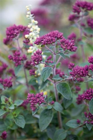 glat_merian__origanum_rosenkuppel
