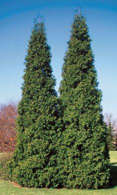 thuja__plicata_atrovirens__søjle__