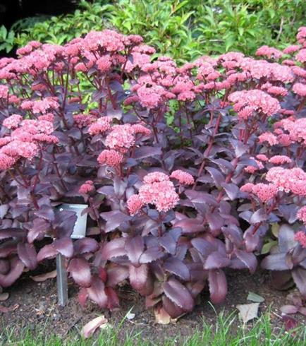 stenurt__sedum_purple_emperor