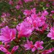 Azalea Hæk planter