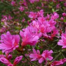 azalea__anne_frank__rosarød__2530_cm_med_potte_
