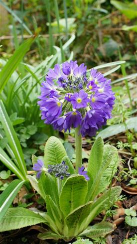 primula_denticulata