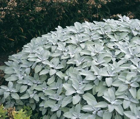 salvie__salvia_officinalis_berggarten