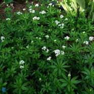 skovmærke__galium__odoratum_