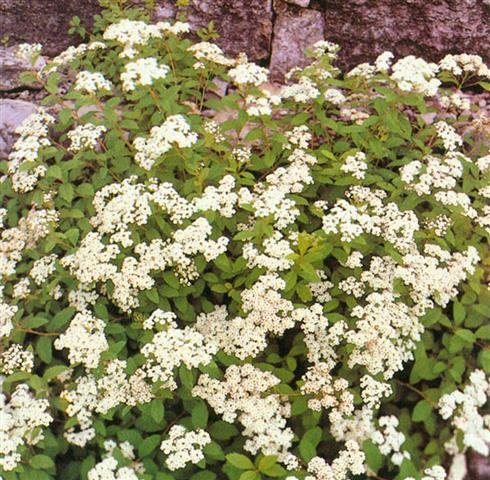 spiræa__decumbens__spiraea__