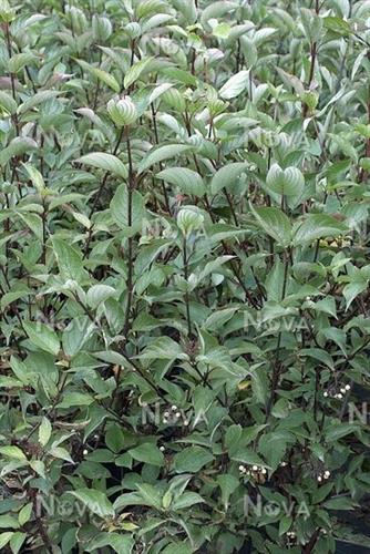 kornel__sortgrenet__cornus_alba_kesselringii_