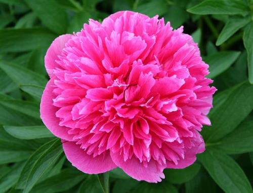 bonderose__pæon__rosarød__silkepæon__knolden_leveres_i_potte_eller_klump__paeonia_officinalis_rosea_plena_