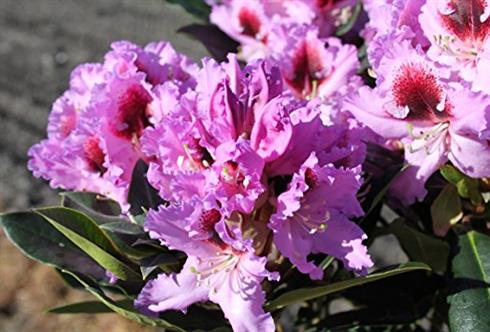 rhododendron__violette__4050_cm_med_potte_eller_klump__hybrid_kabarett__