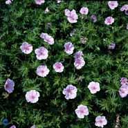 blodrød_storkenæb__sartrosa_blomster__geranium__sanguineum_striatum_