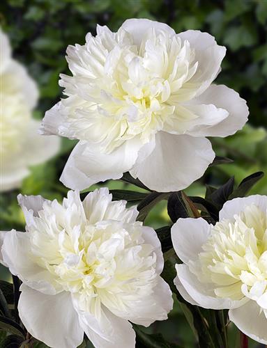 bonderose__hvid__pæon__silkepæon__knolden_leveres_i_potte_eller_klump__paeonia_lactiflora_duchesse_de_nemours__mp-35_