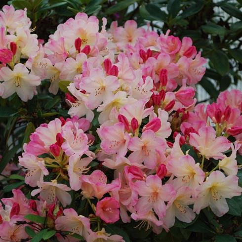 rhododendron__rosahvid__percy_wiseman_3040_cm_med_potte_eller_klump__yakushimanum_percy_wiseman__