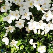 sommeranemone__anemone_sylvestris_