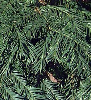 taks__repandens__krybende__1520_cm_med_potte_eller_klump__taxus_baccata_repandens__