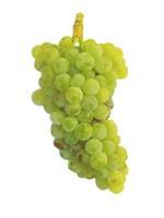 vindrue__pinot_blance__grøn__6570_cm_med_potte__vitis__vinstok__