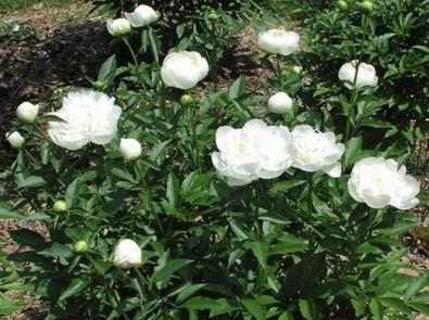 bonderose__hvid__pæon__silkepæon__knolden_leveres_i_potte_eller_klump__paeonia_lactiflora_duchesse_de_nemours__mp-35_