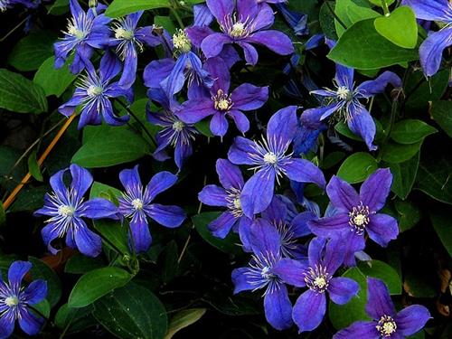 clematis__integrifolia__arabella__blåviolette__leveres_med_potte__småblomstrende__nikkende_klokker__mp-34_