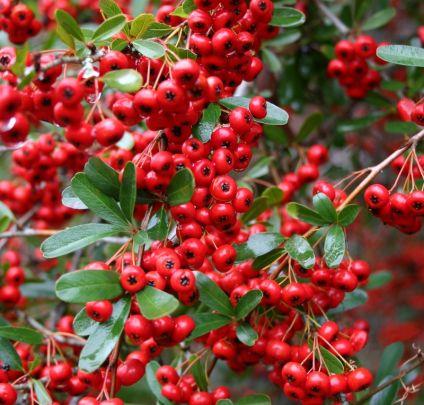 ildtorn__red_column__orangerøde_bær__pyracantha_coccinea__haveplanter_hæk