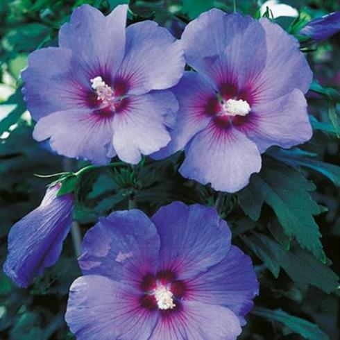 syrisk_rose__marina__lilla_blomster_med_rød_midte_1530_cm_med_p9_potte__hibiscus_syriacus_marina__