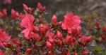 Tilbud Azalea Rhododendron