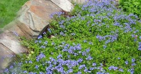 veronica__lys_lilla_blomster__repens_