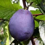 hanita_blomme__mørk_lillarød__bestøvning_kræver_anden_sort__prunus_